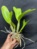 Otr. Nalo Bouquet `Puanani' Select Quality Cattleya Orchid Plant DIV #1