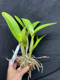 Otr. Nalo Bouquet `Puanani' Select Quality Cattleya Orchid Plant DIV #1