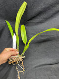 C. mossiae s/a `San Andres' Div #1 Original Division Species Cattleya Orchid Plant