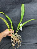 C. mossiae s/a `San Andres' Div #1 Original Division Species Cattleya Orchid Plant