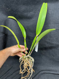 C. mossiae s/a `San Andres' Div #1 Original Division Species Cattleya Orchid Plant