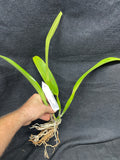 C. mossiae s/a `San Andres' Div #1 Original Division Species Cattleya Orchid Plant