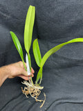 C. mossiae s/a `San Andres' Div #1 Original Division Species Cattleya Orchid Plant