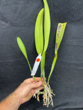 C. mossiae s/a `San Andres' Div #2 Original Division Species Cattleya Orchid Plant