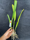 C. mossiae s/a `San Andres' Div #2 Original Division Species Cattleya Orchid Plant
