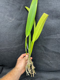 C. mossiae s/a `San Andres' Div #2 Original Division Species Cattleya Orchid Plant