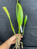 C. mossiae s/a `San Andres' Div #2 Original Division Species Cattleya Orchid Plant