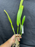 C. mossiae s/a `San Andres' Div #2 Original Division Species Cattleya Orchid Plant