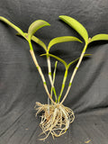 Lc. Ann Cobb `Bill' AM/AOS Original Cattleya Orchid Plant DIV #1