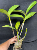 Lc. Ann Cobb `Bill' AM/AOS Original Cattleya Orchid Plant DIV #1