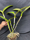 Lc. Ann Cobb `Bill' AM/AOS Original Cattleya Orchid Plant DIV #1
