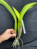 Bc. Donna Kimura `Volcano Queen' AM/AOS Div #1 Cattleya Orchid Plant