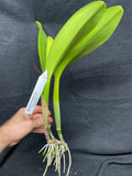 Bc. Donna Kimura `Volcano Queen' AM/AOS Div #1 Cattleya Orchid Plant