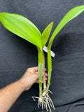 Bc. Donna Kimura `Volcano Queen' AM/AOS Div #1 Cattleya Orchid Plant