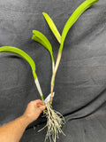 Bc. Beth Eden `Mendenhall' Div #1 Cattleya Orchid Plant