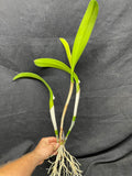 Bc. Beth Eden `Mendenhall' Div #1 Cattleya Orchid Plant