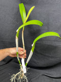 Bc. Beth Eden `Mendenhall' Div #1 Cattleya Orchid Plant