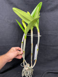 Bc. Groganiae `Waldor' Division #1 Cattleya Orchid Plant Original