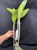 Bc. Groganiae `Waldor' Division #1 Cattleya Orchid Plant Original