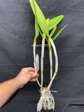 Bc. Groganiae `Waldor' Division #1 Cattleya Orchid Plant Original