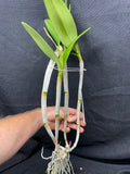 Bc. Groganiae `Waldor' Division #1 Cattleya Orchid Plant Original