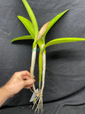 Lc. Love Fantasy `Waldor' Original Div #1 Select Cattleya Orchid Plant