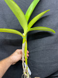 Lc. Love Fantasy `Waldor' Original Div #1 Select Cattleya Orchid Plant