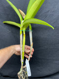 Lc. Love Fantasy `Waldor' Original Div #1 Select Cattleya Orchid Plant