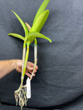 Lc. Love Fantasy `Waldor' Original Div #1 Select Cattleya Orchid Plant