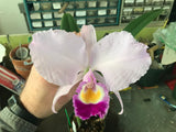 C. trianaei `#2' Original Division Select Species Cattleya Orchid Plant Div #1