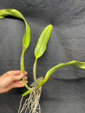 Blc. Avadream `Early Snow' HCC/AOS Division #1 Cattleya Orchid Plant