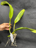 Blc. Avadream `Early Snow' HCC/AOS Division #1 Cattleya Orchid Plant