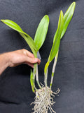 Blc. Lucky Joe `The Amos Woman' Division #1 Cattleya Orchid Plant