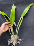 Blc. Lucky Joe `The Amos Woman' Division #1 Cattleya Orchid Plant