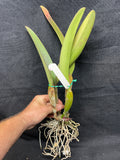 Blc. Silk Slippers `Southern Beauty' HCC/AOS Div #2 Stewarts Cattleya Orchid Plant