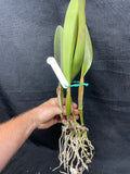 Blc. Silk Slippers `Southern Beauty' HCC/AOS Div #2 Stewarts Cattleya Orchid Plant