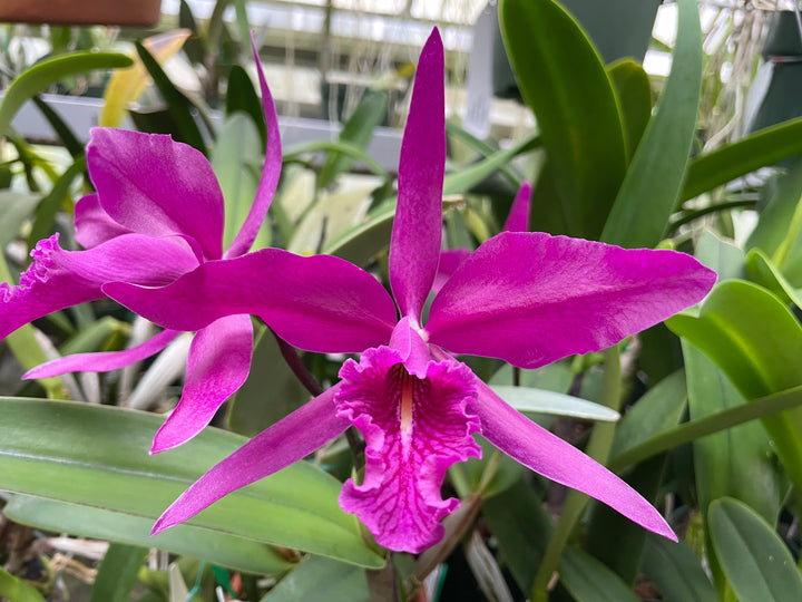 C. maxima rubra `Natural World&
