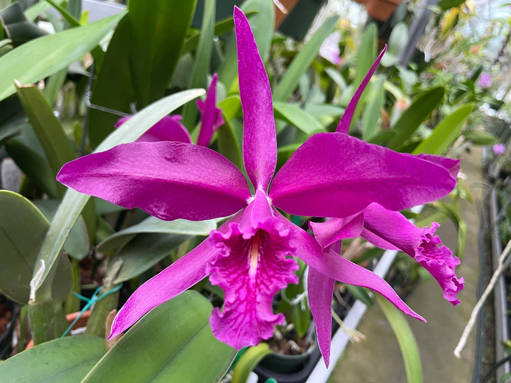 C. maxima rubra `Natural World&
