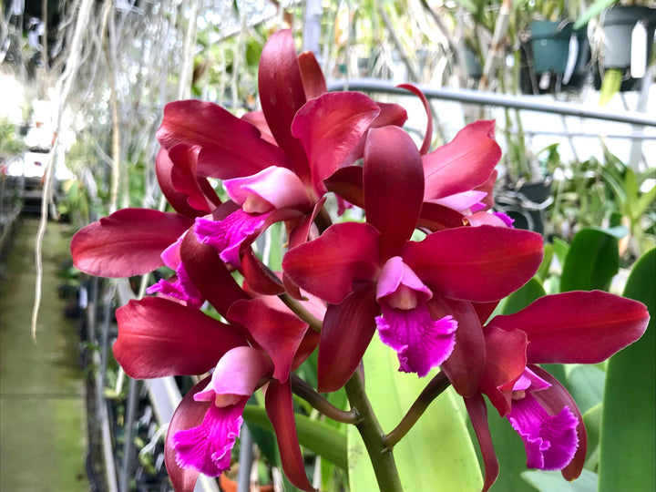 Lc. (Summerland Girl x C. Penny Kuroda) Orchid Plant 3" Pot