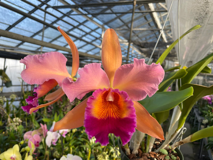 Lc. Antinea `Copper King&