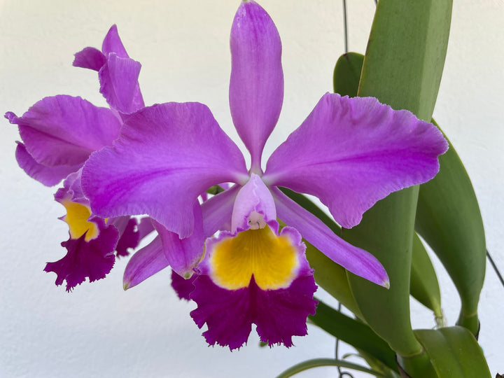C. wallisii (eldorado) `Mt. Ito&