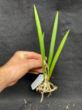 B. Little Stars `Rene' CCM/AOS Cattleya Orchid Plant