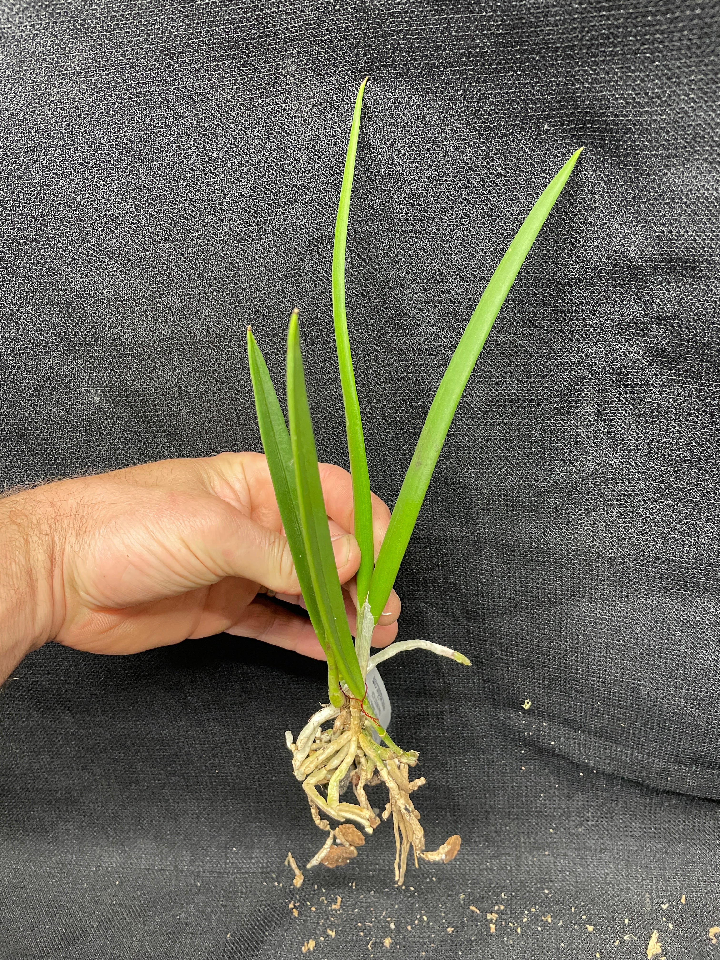 B. Little Stars (cordata x nodosa) 4 Pot - Waldor Orchids