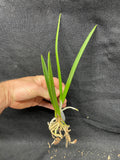 B. Little Stars `Rene' CCM/AOS Cattleya Orchid Plant