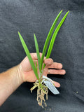 B. Little Stars `Rene' CCM/AOS Cattleya Orchid Plant