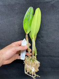 C. lueddemanniana `Don Luis' HCC/AOS Div #1 Original Division Species Orchid Plant