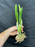 C. lueddemanniana `Don Luis' HCC/AOS Div #1 Original Division Species Orchid Plant