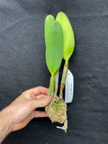 C. lueddemanniana `Don Luis' HCC/AOS Div #1 Original Division Species Orchid Plant