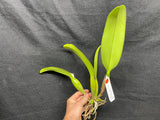 C. Lynn Spencer `Pearl' HCC/AOS Original Div #2 Select  Orchid Plant