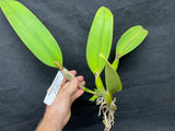 C. Lynn Spencer `Pearl' HCC/AOS Original Div #2 Select  Orchid Plant